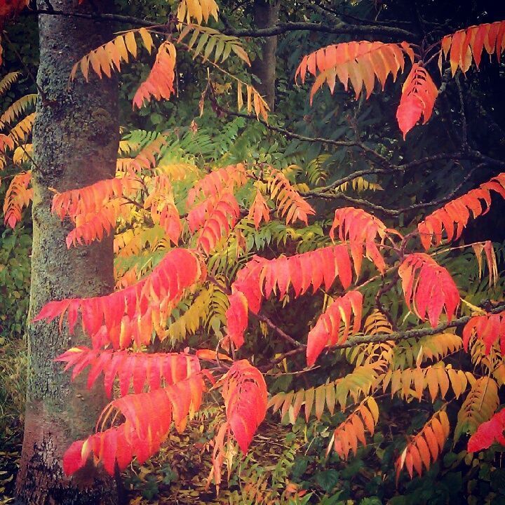Herfst